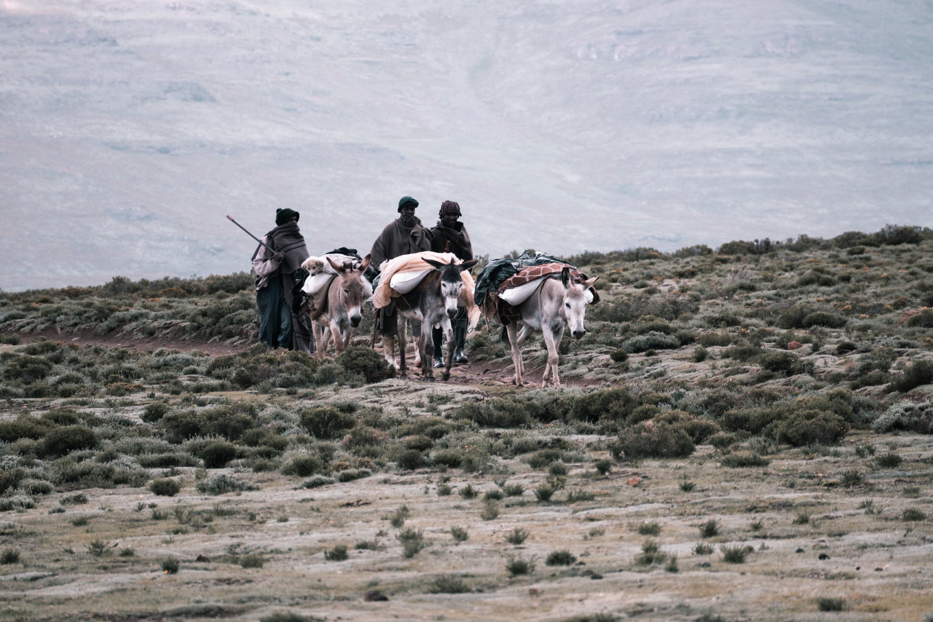 ethnic nomads with belonging on donkey walking through valley