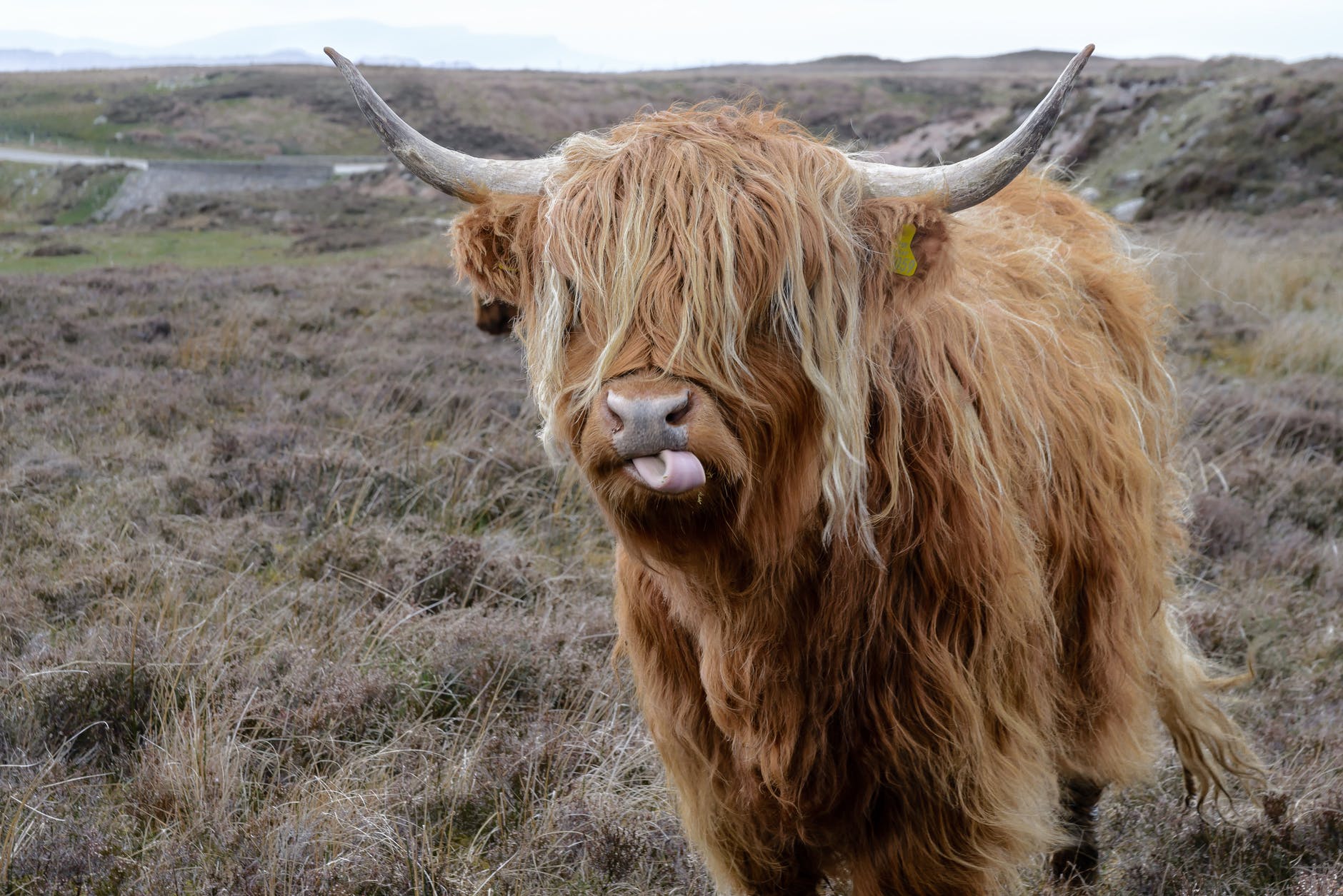 brown highland cattle on field of grass
Big Hairy Audacious Goal